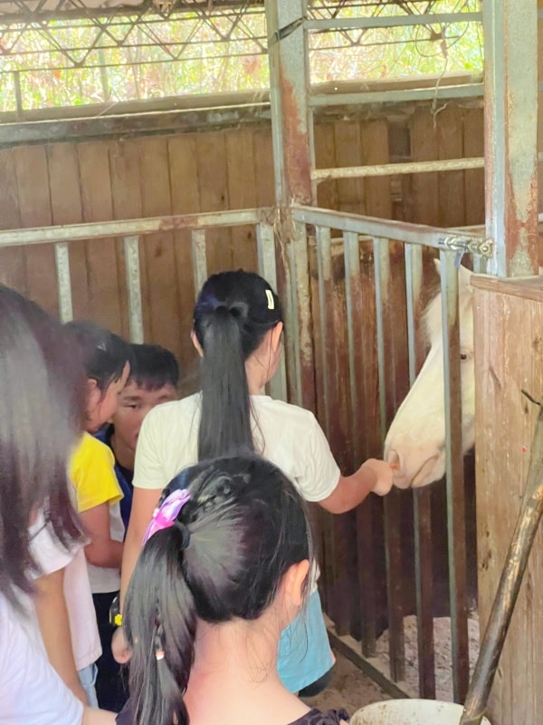淡水佑昇馬場:一個適合慶生、騎馬與親近小馬的樂園,馬術愛好者必來 - 第15張圖
